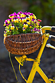 Stiefmütterchen in einem Weidenkorb an einem Fahrradlenker, Hagenbach, Rheinland-Pfalz, Deutschland