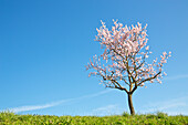  Blooming almond tree in Gimmeldingen - Neustadt, Rhineland-Palatinate, Germany 
