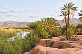Banks of the River Draa in the large palm grove in Agdz, Mount Kissane (Jbel Kissane), Draa-Tafilet region, Morocco, North West Africa