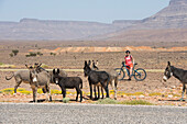Herd of donkeys and mountain bikers with electric assistance on a trail through the reg, from Agdz to Zagora, Draa River valley, Province of Zagora, Region Draa-Tafilalet, Morocco, North West Africa