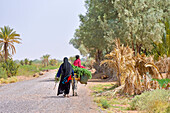 Woman carrying fodder and a child on the back of a donkey, secondary road from Tamegroute toward the South, Draa River valley, Province of Zagora, Region Draa-Tafilalet, Morocco, North West Africa