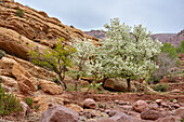 Blossoming pear trees, Ounila River valley, Ouarzazate Province, region of Draa-Tafilalet, Morocco, North West Africa