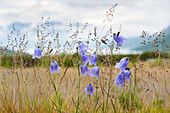 Campanula cochleariifolia, region of Lyngen,County of Troms,Norway,Northern Europe