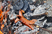 Sausage cooking on firecamp, on the way up to the Steindalsbreen glacier.Lyngen Alps,region of Lyngen,County of Troms,Norway,Northern Europe