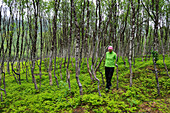 Young woman walking in a birch undergrowth,Nordmannvikdalen valley,region of Lyngen,County of Troms,Norway,Northern Europe