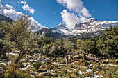 Blick auf die verschneiten Berge Serra de Tramuntana beim Santuari de Lluc, Mallorca, Balearen, Spanien