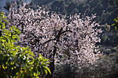 Blühender Mandelbaum bei Deia, Serra de Tramuntana, Mallorca, Balearen, Spanien
