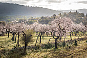  Blossoming almond trees in the morning light near the village of Es Capdella, Mallorca, Balearic Islands, Spain 