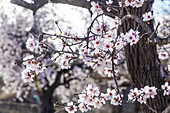  Blossoming almond trees in the morning light near the village of Es Capdella, Mallorca, Balearic Islands, Spain 