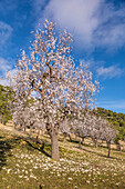 Blühende Mandelbäume beim Dorf Es Capdella, Mallorca, Balearen, Spanien