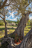  Old olive trees on the path between Es Capdella and Finca Publica Galatzo, Mallorca, Balearic Islands, Spain 
