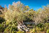  Old olive trees on the path between Es Capdella and Finca Publica Galatzo, Mallorca, Balearic Islands, Spain 