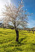 Blossoming almond trees on a country estate near Ses Rotgetes de Canet, Mallorca, Balearic Islands, Spain 