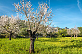 Blühende Mandelbäume bei Bunyola, Mallorca, Balearen, Spanien