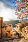  Alley in the old town of Bunyola with blooming almond tree, Mallorca, Balearic Islands, Spain 