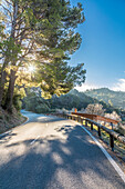  Morning mood on the MA-10 near Coll de Sa Gramola, Mallorca, Balearic Islands, Spain 