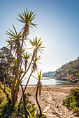  Morning mood at Cala del Mago, Portals Vells, Mallorca, Balearic Islands, Spain 