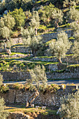  Terraces in the mountain village of Deia, Serra de Tramuntana, Mallorca, Balearic Islands, Spain 