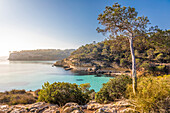 Morning mood at Cala del Mago, Portals Vells, Mallorca, Balearic Islands, Spain 