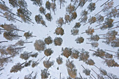  Scots pine, Pinus sylvestris, pine forest from the air, winter, Finland 