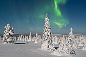  Northern lights, aurora borealis, glowing over snow-covered trees in the night sky, winter, Riisitunturi National Park, Finland 
