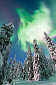  Northern lights, aurora borealis, glowing over snow-covered trees in the night sky, winter, Riisitunturi National Park, Finland 