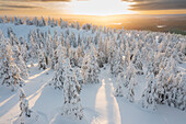  View of snow-covered trees in Riisitunturi National Park, winter, Finland 