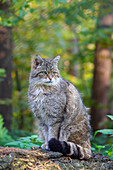  Wildcat, Felis silvestris, adult, Mecklenburg-Western Pomerania, Germany 