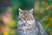 Wildkatze, (Felis silvestris), Alttier, Portrait, Mecklenburg-Vorpommern, Deutschland