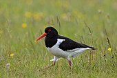 Austernfischer (Haematopus ostralegus), adulter Vogel in einer Wiese, Schleswig-Holstein, Deutschland