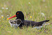 Austernfischer (Haematopus ostralegus), adulter Vogel mit Küken in einer Wiese, Schleswig-Holstein, Deutschland