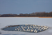  Mute swan, Cygnus olor, swans in a waterhole, winter resting, Mecklenburg-Western Pomerania, Germany 