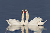 Mute swan, Cygnus olor, courting pair, Mecklenburg-Western Pomerania, Germany 