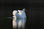 Höckerschwan (Cygnus olor), Altvogel im Abendlicht, Männchen, imponiert, Schleswig-Holstein, Deutschland