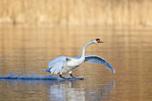  Mute swan, Cygnus olor, adult swan landing on the water, Mecklenburg-Western Pomerania, Germany 