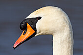 Höckerschwan (Cygnus olor), Altvogel, Männchen, Portrait, Schleswig-Holstein, Deutschland