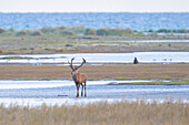  Red deer, Cervus elaphus, stag in the wind-blown mudflats on the Baltic Sea, Western Pomerania Lagoon Area National Park, Mecklenburg-Western Pomerania, Germany 