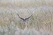  Red deer, Cervus elaphus, stag in the reeds, rutting season, Mecklenburg-Western Pomerania, Germany 