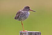 Rotschenkel (Tringa totanus), adulter Vogel auf einem Pfahl, Schleswig-Holstein, Deutschland