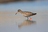 Rotschenkel (Tringa totanus), adulter Vogel im flachen Wasser, Schleswig-Holstein, Deutschland