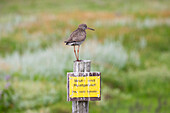 Rotschenkel (Tringa totanus) im Brutgebiet, adulter Vogel auf einem Pfahl, Schleswig-Holstein, Deutschland