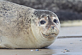Seehund (Phoca vitulina) am Strand, adulter Seehund, Portrait, Nordsee, Schleswig-Holstein, Deutschland