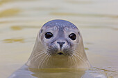 Seehund (Phoca vitulina) im Wasser, Jungtier, Portrait, Nordsee, Schleswig-Holstein, Deutschland
