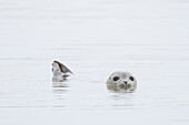 Seehund (Phoca vitulina), Jungtier, Portrait, Nordsee, Schleswig-Holstein, Deutschland