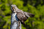  Great Grey Owl, Strix nebulosa, female with young on the nest, summer, Dalarna, Sweden 