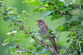  Nightingale, Luscinia megarhynchos, sitting on a branch and singing, Lower Saxony, Germany 