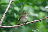  Nightingale, Luscinia megarhynchos, sitting on a branch and singing, Lower Saxony, Germany 