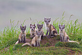  Arctic fox, Alopex lagopus, female with cubs, Lapland, Sweden 