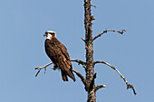  Osprey, Pandion haliaetus, adult bird sitting on a branch, Banff National Park, Alberta, Canada 