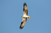 Fischadler (Pandion haliaetus), adulter Adler im Flug, Mecklenburg-Vorpommern, Deutschland